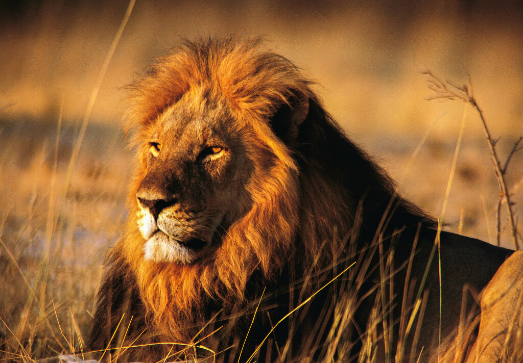изображение льва